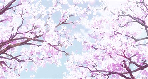 Sakura Trees Cherry Blossom Trees Anime Amino