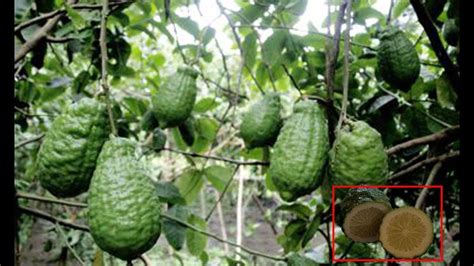 Organic Lemon Bangladesh Fruit Garden Crop Land Agricultural Extension