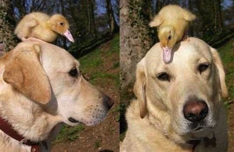 Two Dogs With Ducklings On Their Heads One Is White And The Other Is