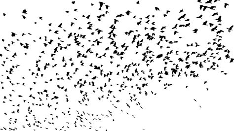 Birds Silhouette At Getdrawings Free Download