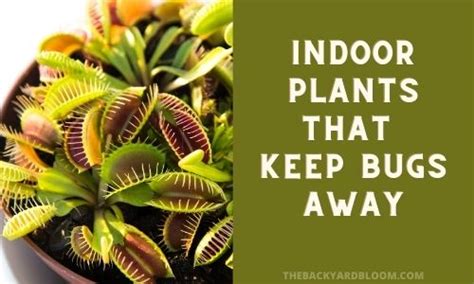 Indoor Plants That Keep Bugs Away The Backyard Bloom