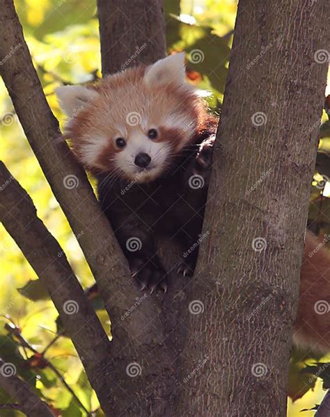 Baby Red Panda Stock Photo Image Of Endangered Baby 11306092