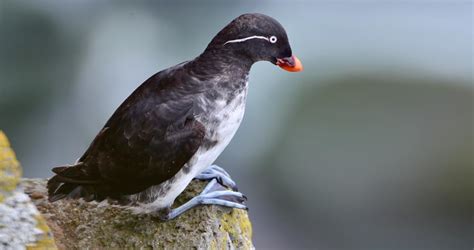 Parakeet Auklet Identification All About Birds Cornell Lab Of Ornithology