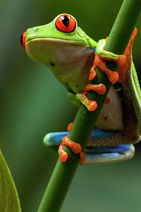 Red-eyed Tree Frog, Costa Rica Photograph by Paul Souders