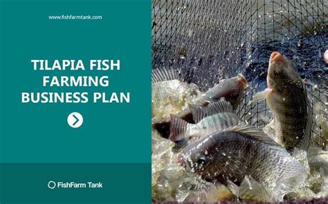 Tilapia Farming Business Plan Fish Farming My Xxx Hot Girl