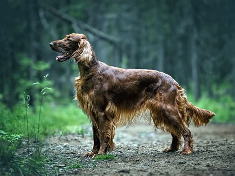 Owning a home is overwhelming. Irish Setter im Rasseportrait - tieranzeigen.com