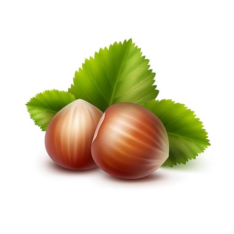 Premium Vector Vector Full Unpeeled Realistic Hazelnuts With Leaves