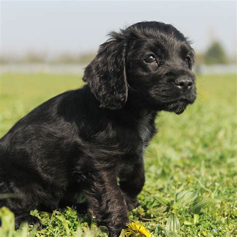 Usda licensed commercial breeders account for less than 20% of all breeders in the country. Cocker Spaniel Puppies For Sale & Breeders In Texas
