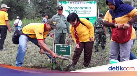 6 Jenis Pohon Langka Ditanam Di Hutan Konservasi Gunung Merapi
