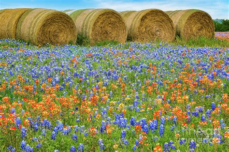 Texas Wildflowers And Hay Bales Photograph By Bee Creek Photography