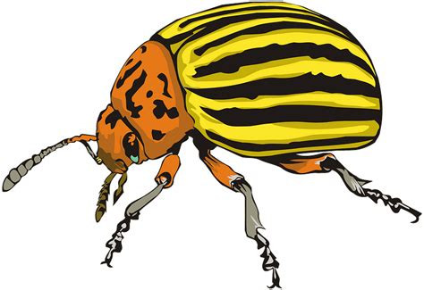 Colorado Beetle Clipart Free Download Transparent Png Creazilla