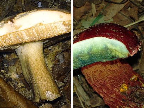 Survivaltek Bolete Mushrooms Identification And Edibility Tips