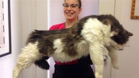 is this the world s biggest cat