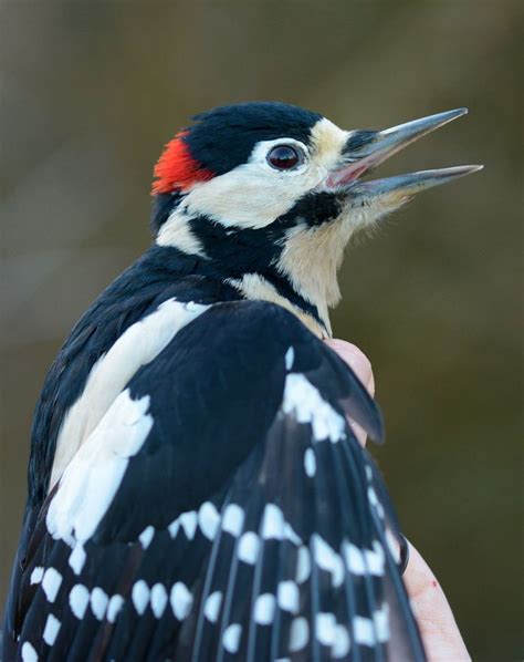 Spotted Woodpecker Bird Photo Bird Feathers