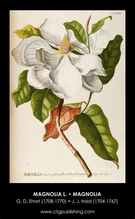 Ehret Flowers Magnolia Flower Illustration By Georg Dionysius Ehret