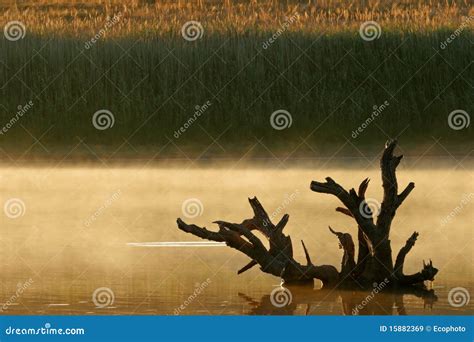 Mist Over Water Stock Image Image Of Scenic Calm Hazy 15882369