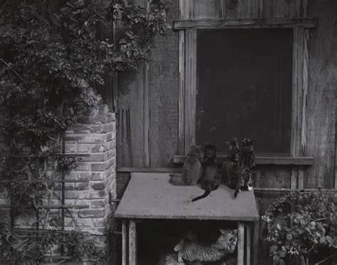 Cats On Woodbox Edward Weston 1944 Edward Weston Weston Art