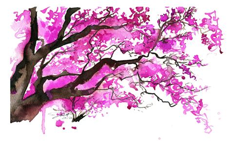Watercolor Japanese Cherry Blossom Tree By Jessicaillustration