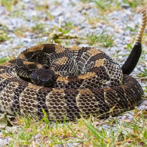 King Cobra Vs Rattlesnake 5 Key Differences Imp World