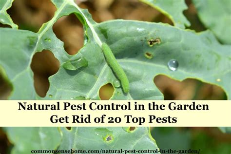 How To Get Rid Of Insects In Garden Naturally Garden Likes