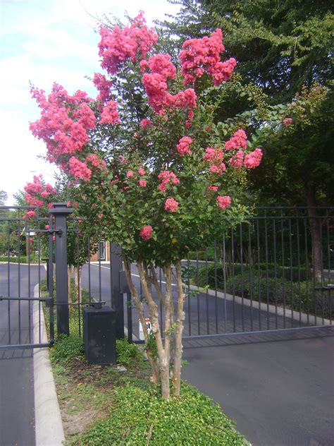 Southern Flowering Trees And Shrubs Buy Flowering Trees In Tampa