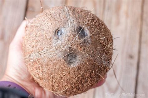 국제기념일 세계 코코넛의 날 World Coconut Day 네이버 블로그