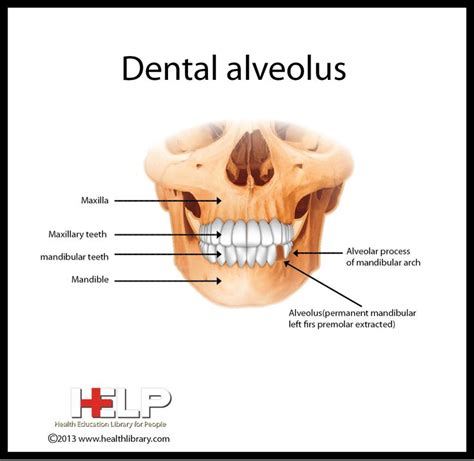 Dental Alveolus Dental Life Dentistry Education Dental