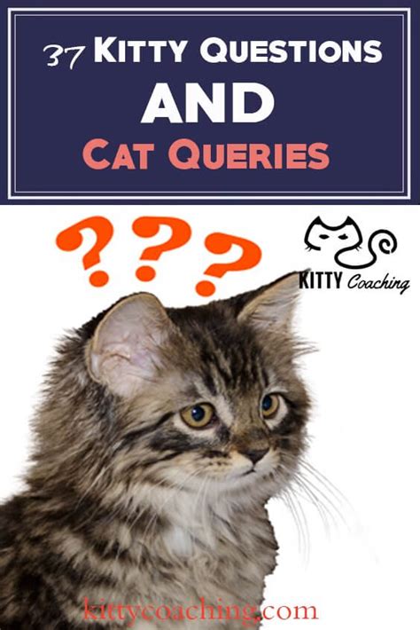Any Questions Cat