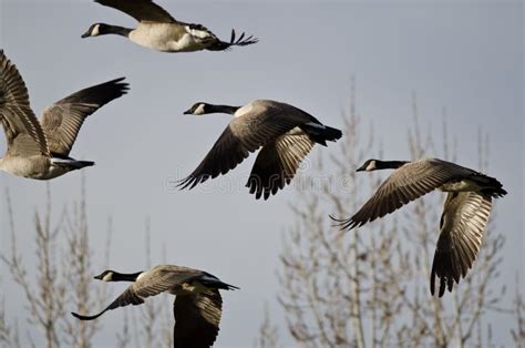 Canada Geese Flying Across The Autumn Woods Stock Photo Image Of Bird