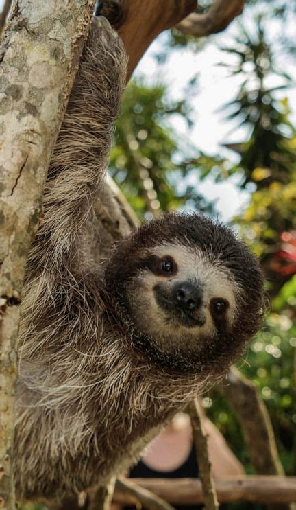 Hi Sloths Sloth Koala Bear Cute Animals