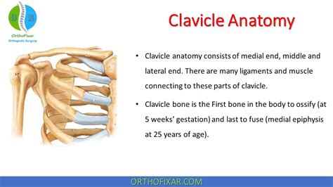 Clavicle Anatomy Quiz