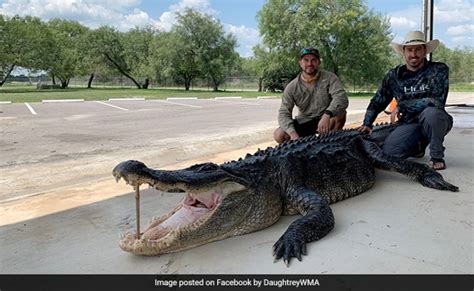 What Was The Biggest Alligator Ever Caught