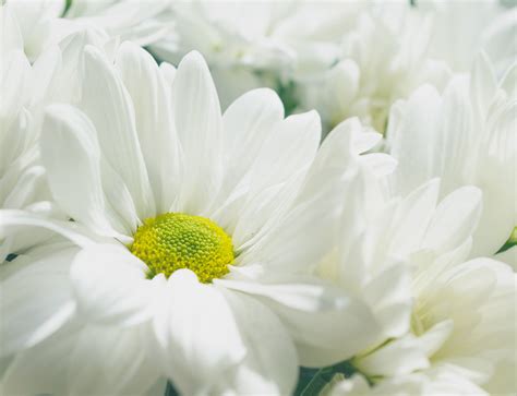White Flowers Florist Flowers Delivered Allens Flower Market