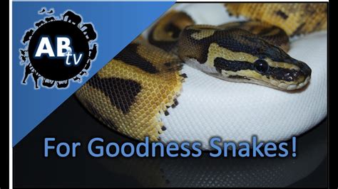 For Goodness Snakes Snakebytestv Animalbytestv Youtube