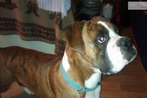 Questions from campers in the chattanooga, tn area. Boxer for sale for $300, near Chattanooga, Tennessee. 30fb55fe-3211