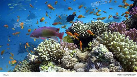 Colorful Fish On Vibrant Coral Reef Red Sea Stock Video