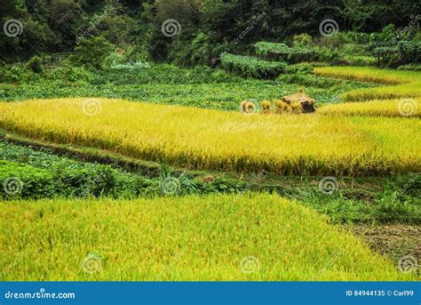 Rice Fields Scenery In Autumn Stock Image Image Of Orange Leaves