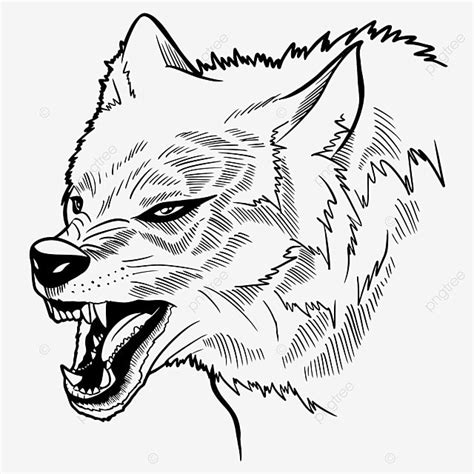 Gambar Kepala Serigala Melolong Serigala Melolong Png Serigala Kepala Serigala Png Dan Vektor