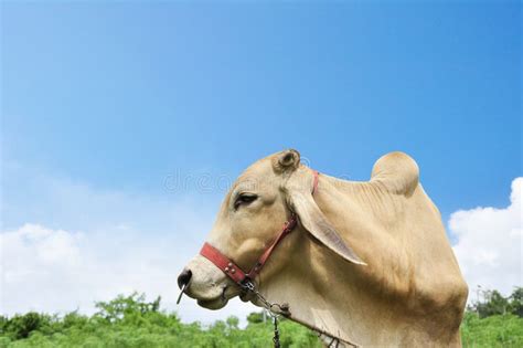 Asian Cow Stock Image Image Of Snout Horse Ecosystem 25427561
