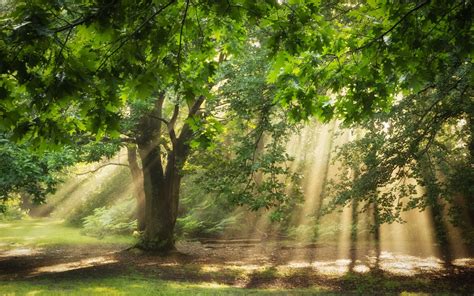Nature Trees Sunlight Sun Rays Oak Trees Forest Green Branch Ferns Wallpaper Coolwallpapers Me