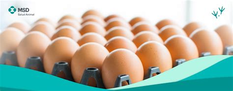 Buenas Prácticas Y Consejos Para La Producción De Huevos Avicultura Msd