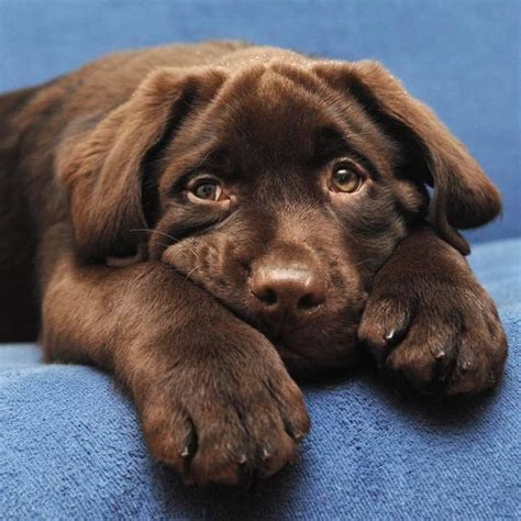 That playful disposition that so defines. Adorable Chocolate Lab Puppy 💖 | Labrador puppy, Chocolate ...