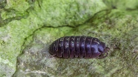 Roly Poly Bug Identification Habitat And Control Pestopped