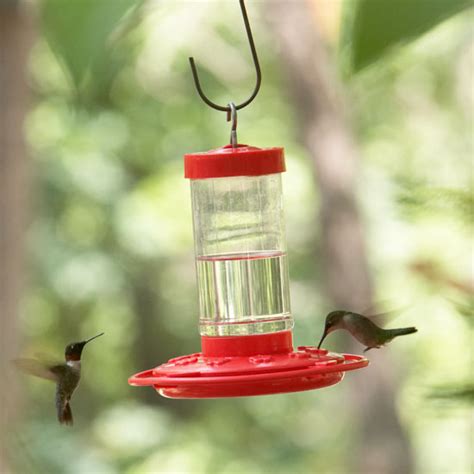 How To Attract Hummingbirds To Your Garden Better Homes And Gardens