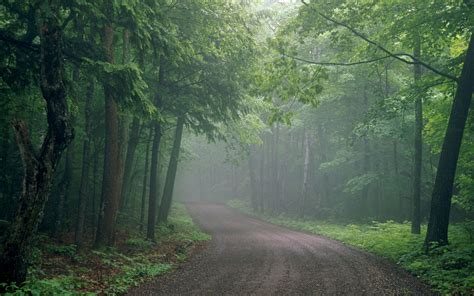 Fog Forest Wallpaper Wallpapersafari