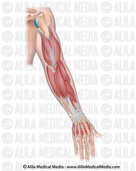 Alila Medical Media Whole Arm Muscles Posterior Unlabeled Medical