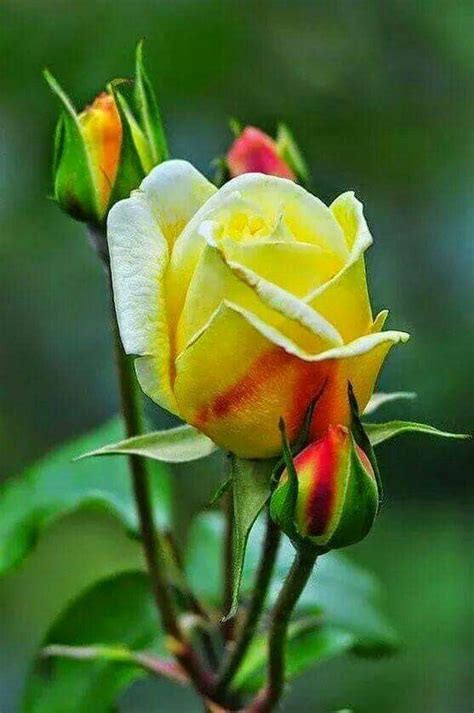 Image By Salm Noor On Nice Flowers Hybrid Tea Roses Flowers