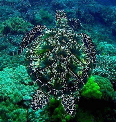 Gorgeous Sea Turtle We Need To Protect The Ocean Life So