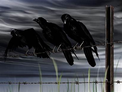 Crows Crow Background Wallpapers Army Wire Fence