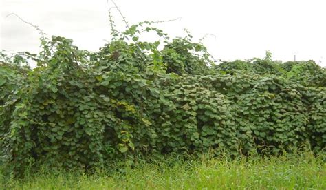 How to grow kiwi fruit tree. Going wild